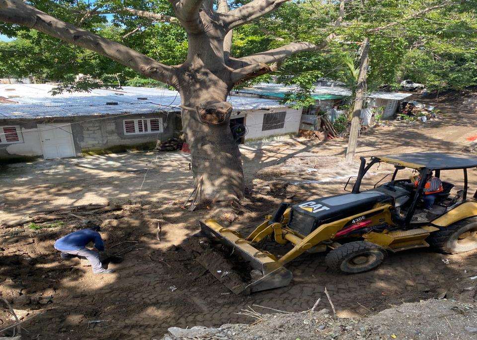 Excavación junto al árbol